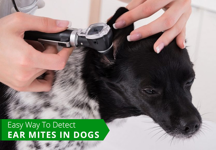 easy-way-to-detect-ear-mites-in-dogs-petcareclub