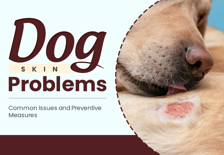 Dog Skin Problems: Common Issues and Preventive Measures