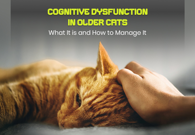Curated visual reference: Visual Reference: Cognitive Dysfunction In Older Cats How To Recognize And Manage