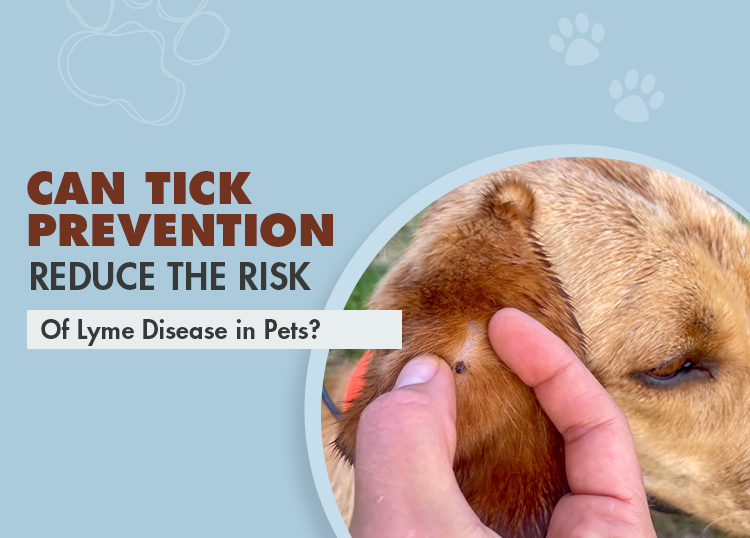 Can Tick Prevention Reduce the Risk of Lyme Disease in Pets?