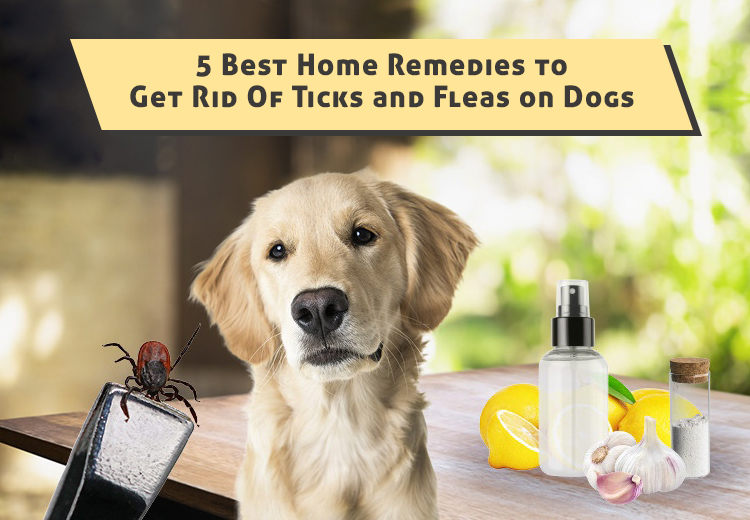 How to Get Rid of Dog Ticks Home Remedies  