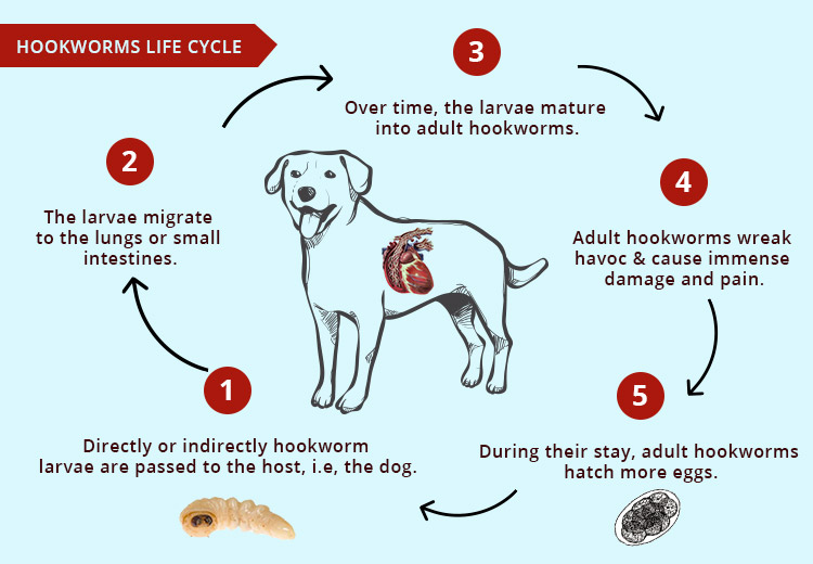 Hookworms in Pets - Symptoms,Treatment and Life-cycle