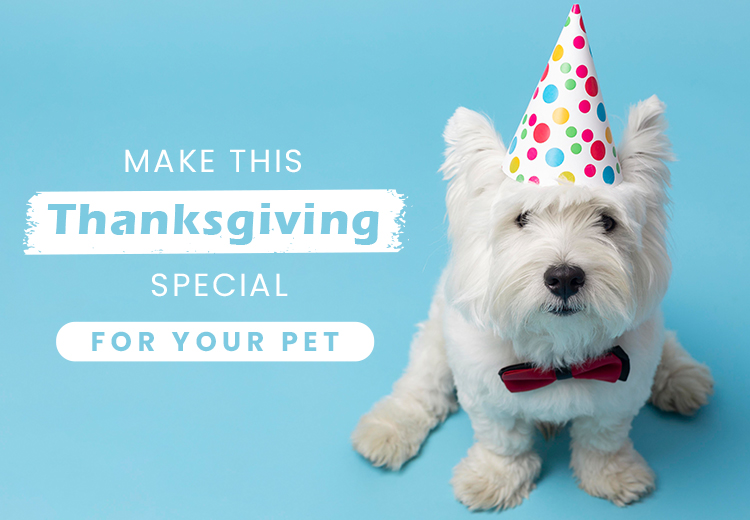 Make This Thanksgiving Special For Your Pet