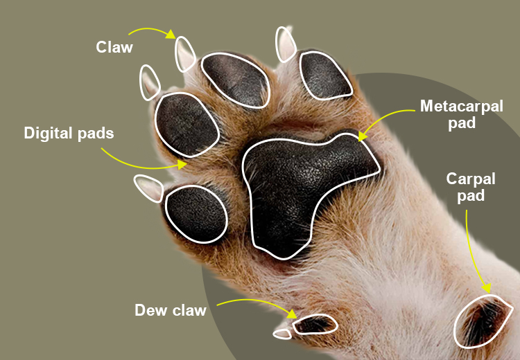 Metacarpal pad dog hotsell