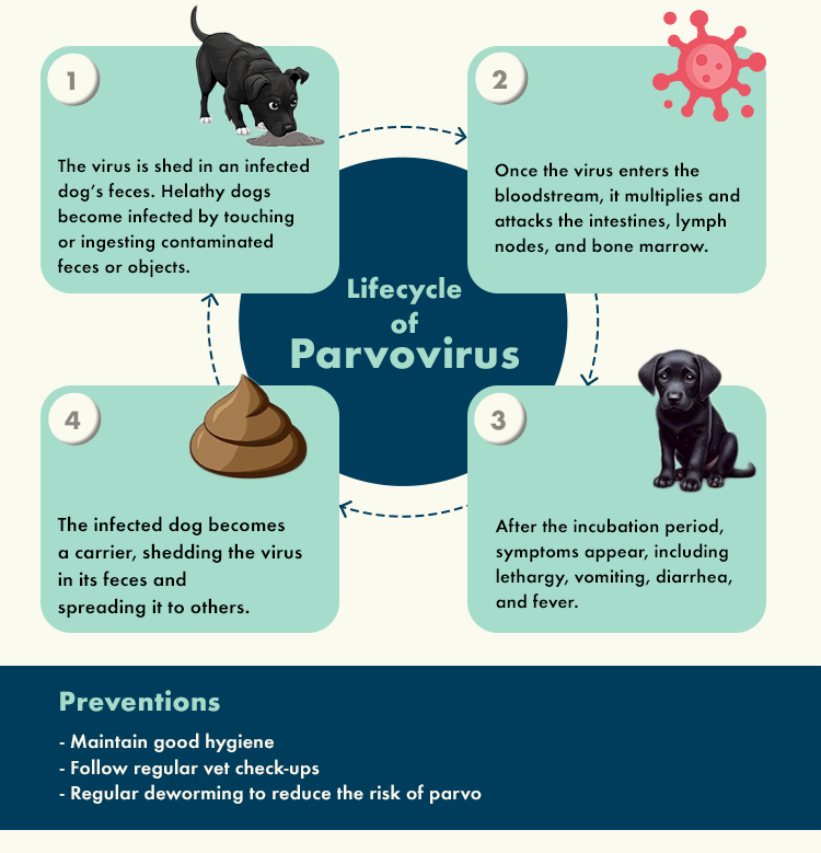 Life cycle of parvovirus in dogs