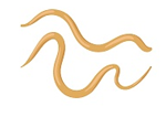 Roundworms